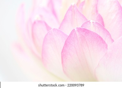 Lotus Petals 