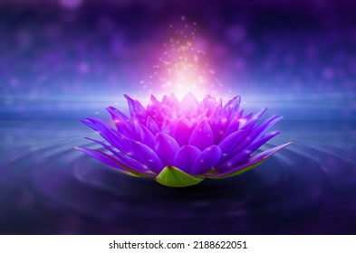 lotus Pink light purple floating light sparkle purple background - Powered by Shutterstock