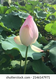 Lotus Plant In Cotai Macao