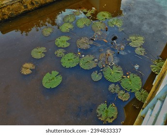 Lotus plants growing among the rubbish thrown carelessly at Lake Situ Gedhe, Bogo. Green water lilly lotus on lake.  - Shutterstock ID 2394833337