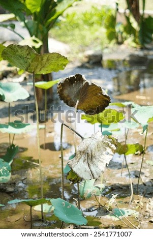 Lotus plants growing in water in artificial ponds and exposed to midday sunlight