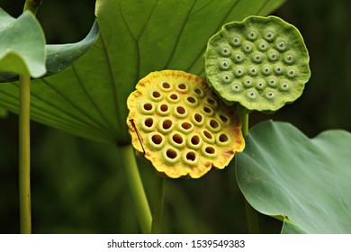 Lotus Pods Holes Seeds Stock Photo 1539549383 | Shutterstock