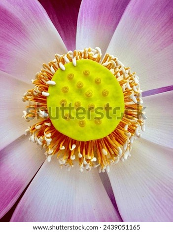 Lotus pollen in full bloom Beautiful yellow color contrasting with pink lotus petals.