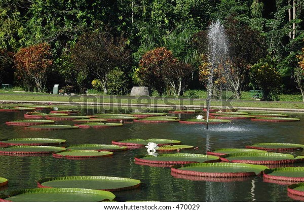 Lotus Pond Bogor Botanical Garden Java Stock Photo (Edit Now) 470029