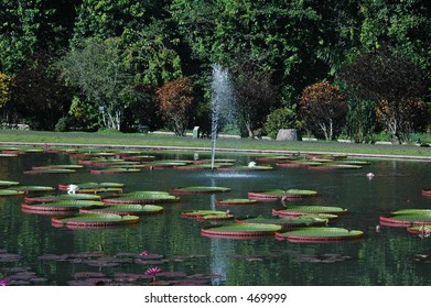 Lotus Pond In Bogor Botanical Gardens