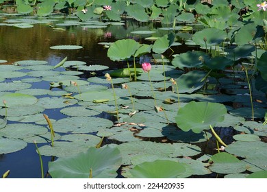 Lotus pond with pink flowers, buds, green leaves and fallen petals