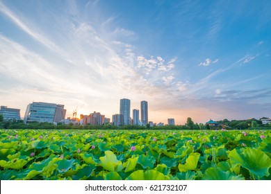 Lotus Pond At Ueno Park