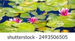 Lotus pond. Water lily close up. Sacred lotus flower in Buddhism. Calmness and tranquility. Spa treatments, yoga, meditation. Tropical nature.