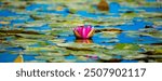 Lotus pond. Water lily close up. Sacred lotus flower in Buddhism. Calmness and tranquility. Spa treatments, yoga, meditation. Tropical nature.