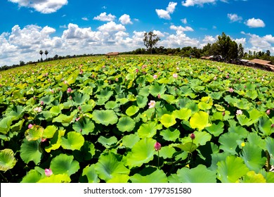 Lotus Ponds In Peaceful And Outdoors Countryside. Photo By Fish Eye Lens.