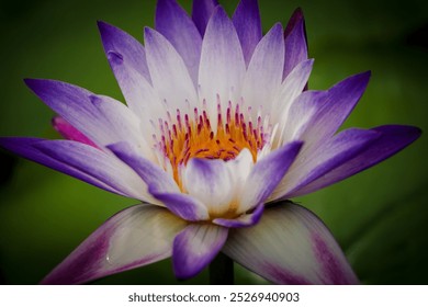 Lotus, purple, flower, bloom, water lily, lily pads, pond, nature, tranquility, calm, peaceful, zen, meditation, wellness, floral, beauty, reflection, green, aquatic, exotic, blossom, outdoor, serenit - Powered by Shutterstock