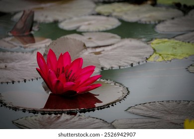 Lotus, purple, flower, bloom, water lily, lily pads, pond, nature, tranquility, calm, peaceful, zen, meditation, wellness, floral, beauty, reflection, green, aquatic, exotic, blossom, outdoor, serenit - Powered by Shutterstock