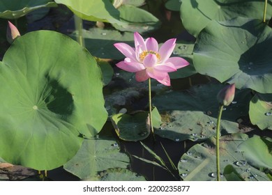 The Lotus Represents The Clean Growth In The Water, Out Of The Silt And Not Stained