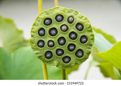 Lotus Seed Lotus Leaf Flower Green Stock Photo 151949723 | Shutterstock