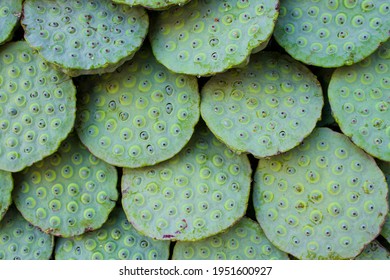 6,088 Lotus Nuts Images, Stock Photos & Vectors | Shutterstock