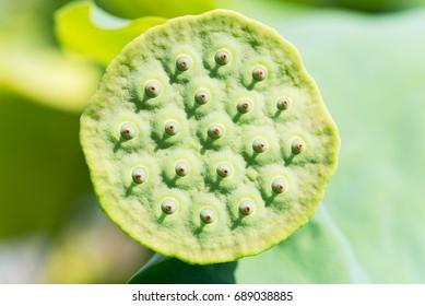Lotus seed pod close-up on a green background