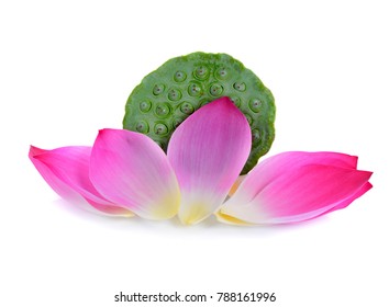 lotus seed pod and petal lotus flower isolated on white background