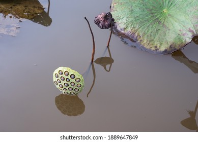 Lotus Seed Pod In The Pond