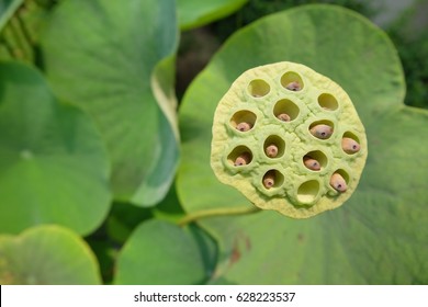 lotus seed pods in the garden with green leave background