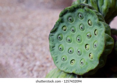 9,963 Lotus seed pod Images, Stock Photos & Vectors | Shutterstock