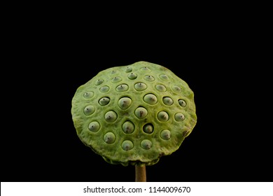 Lotus seeds on black ground Lotus seed is green. And a healthy diet.