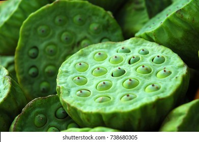 9,963 Lotus Seed Pod Images, Stock Photos & Vectors 