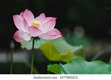 The Lotus in the Summer Lotus Pond - Powered by Shutterstock