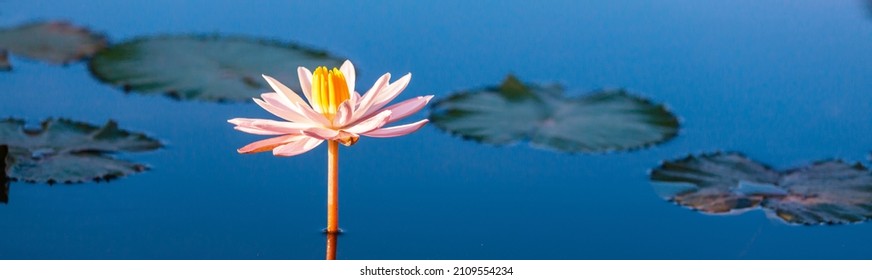 Lotus im tropischen Teich