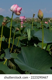 Lotus Valley. Taman Peninsula, Russia.