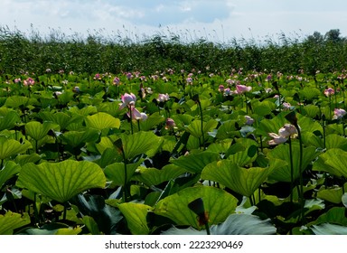 Lotus Valley. Taman Peninsula, Russia.