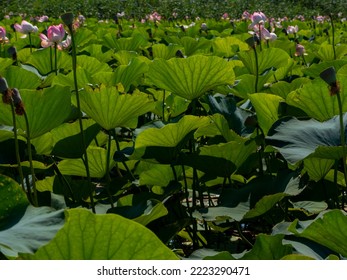 Lotus Valley. Taman Peninsula, Russia.