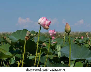 Lotus Valley. Taman Peninsula, Russia.