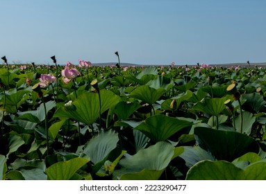 Lotus Valley. Taman Peninsula, Russia.