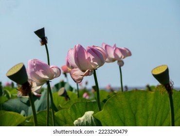 Lotus Valley. Taman Peninsula, Russia.