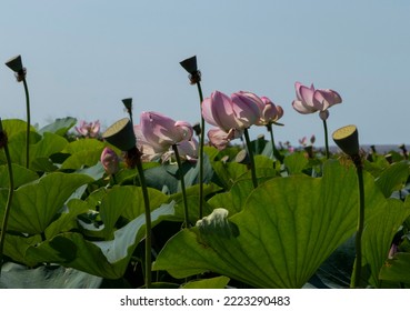 Lotus Valley. Taman Peninsula, Russia.