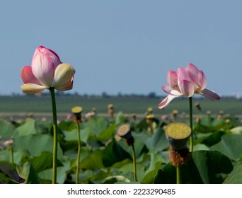 Lotus Valley. Taman Peninsula, Russia.