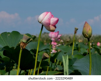 Lotus Valley. Taman Peninsula, Russia.