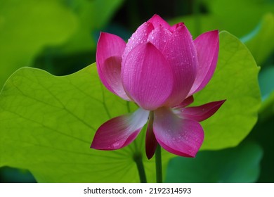 Lotus View Of Bongwonsa Temple In Sinchon