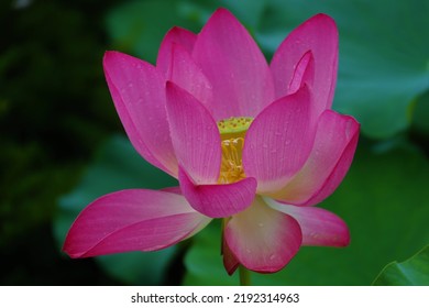 Lotus View Of Bongwonsa Temple In Sinchon