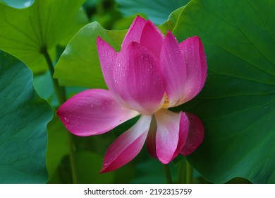 Lotus View Of Bongwonsa Temple In Sinchon