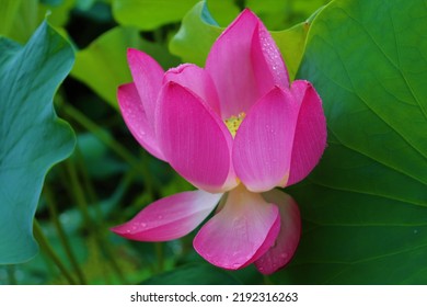 Lotus View Of Bongwonsa Temple In Sinchon