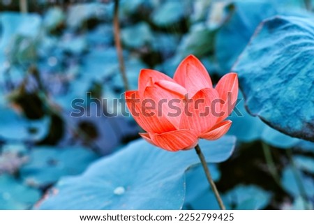 Lotus, Water lilly, Pink lotus flower in pond with copyspace, Natural background concept.