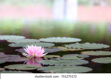 Lotus Water Lily