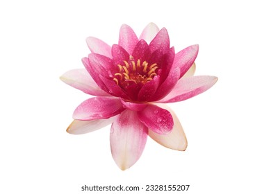 Lotus or water lily flower isolated on white background - Powered by Shutterstock