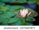 Lotus water lily flower in a pond close-up view in Daci Temple, Chengdu, Sichuan province, China