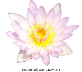 Lotus Or Water Lily Isolated