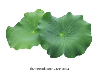 Lotus, Water lily, Nelumbo, Close up beautiful single lotus leaf on isolated on white background.
