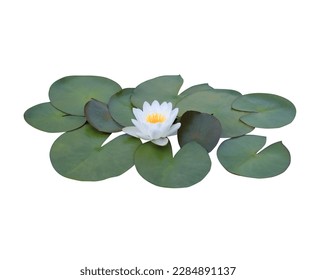 Lotus or Water lily or Nymphaea flower. Close up white lotus flower on lotus leaves isolated on white background. - Powered by Shutterstock