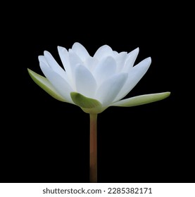 Lotus or Water lily or Nymphaea flower. Close up white lotus flower on stalk isolated on black background. - Powered by Shutterstock