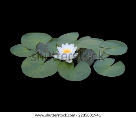 Lotus or Water lily or Nymphaea flower. Close up white lotus flower on lotus leaves isolated on black background.